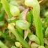 Darlingtonia californica -- Kobralilie